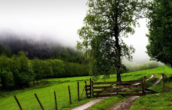 Картинка grass, forest, trees, landscape, nature, fence, mist, Field