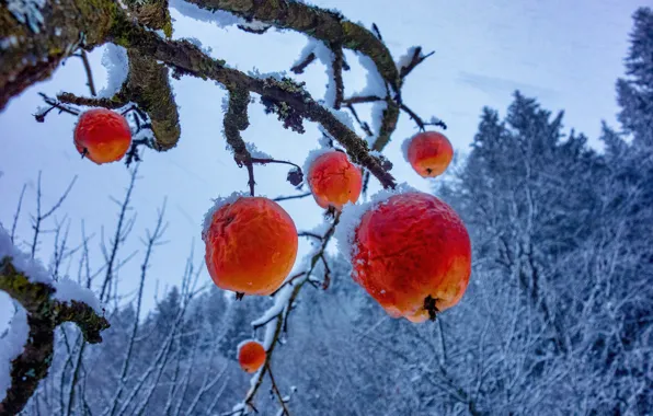 Картинка зима, иней, снег, деревья, ветки, красный, природа, яблоки