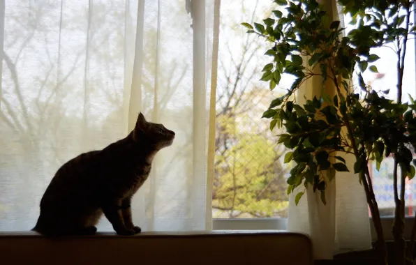 Кошка, кот, взгляд, листья, ветки, поза, дом, комната