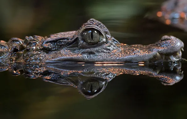 Картинка вода, глаз, крокодил, выглядывает
