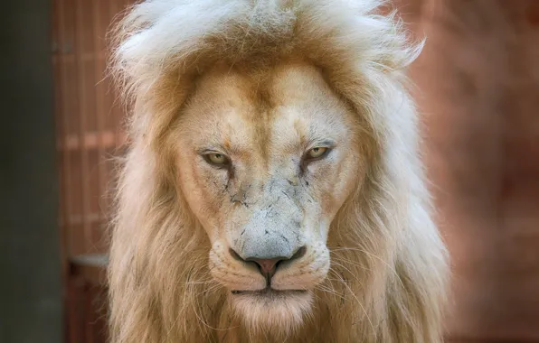 Lion, dignity, prestige, white lion, regard