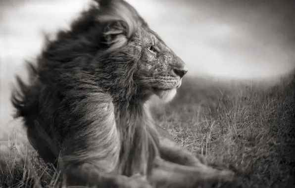 Картинка природа, фото, хищник, лев, царь зверей, саванна