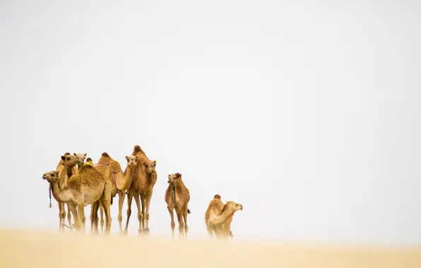 Пустыня, верблюды, песчаная буря