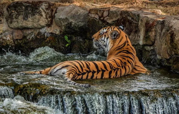 Картинка природа, тигр, поза, камни, спина, водопад, купание, лежит