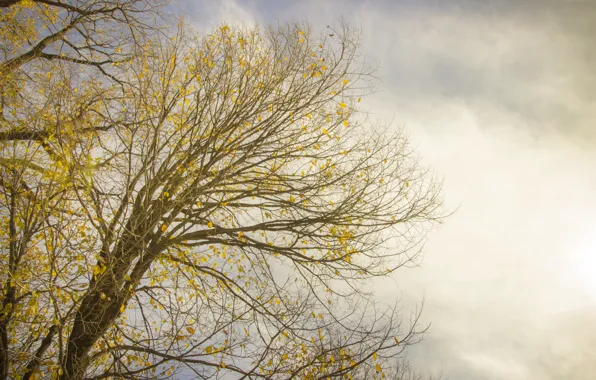 Sky, tree, branches, branch, gray, no color, colorless, pal
