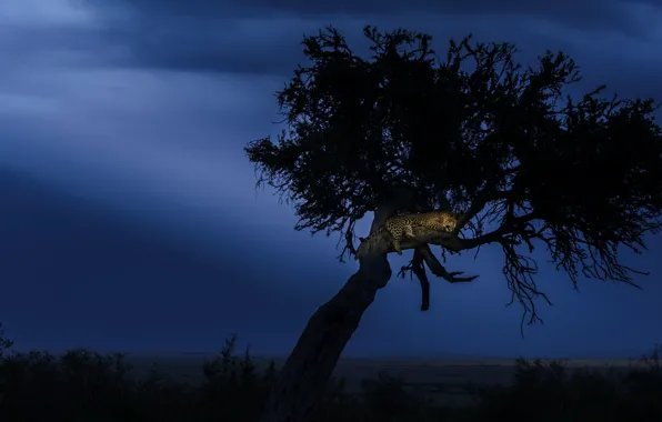 Ночь, дерево, вечер, леопард, Африка