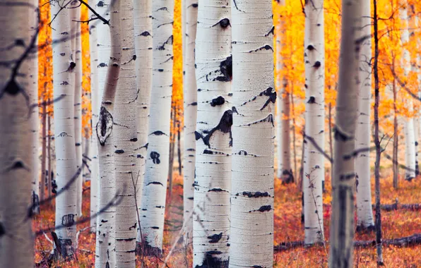 Осень, лес, листья, Колорадо, США, роща, осина, Аспен