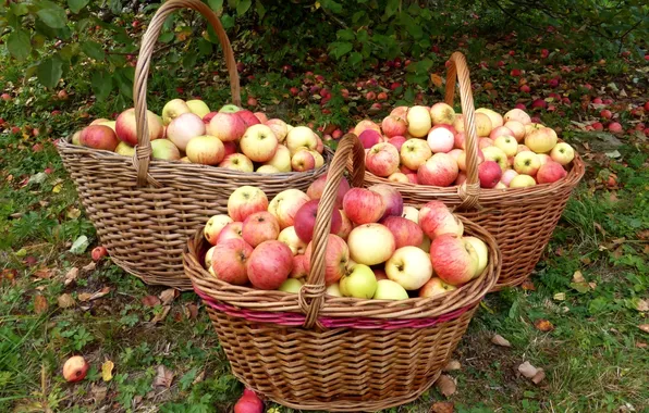 Яблоки, сад, корзины