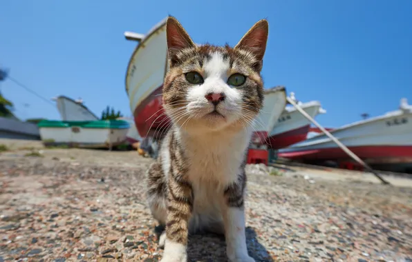 Картинка кошка, кот, интерес, лодки, мордочка