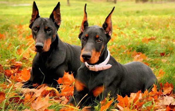 Картинка осень, собаки, порода, доберман, два добермана