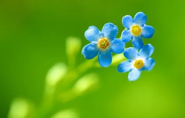 Цветы, лепесток, flowers, боке, bokeh, petal, синий цветок, blue flower