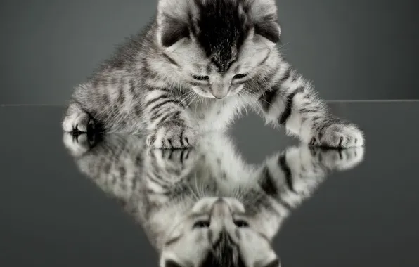 Картинка кошка, кот, отражение, котенок, фон, обои, зеркало, wallpaper