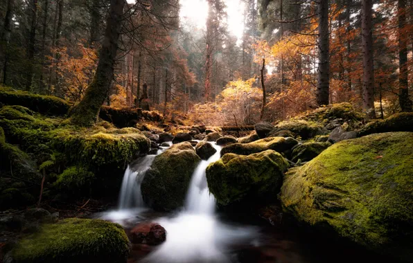 Картинка осень, лес, деревья, ручей, камни, мох