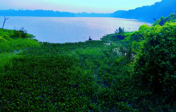 Sky, Grass, Water, Sunrise, Dawn, Morning, Lake, Trees
