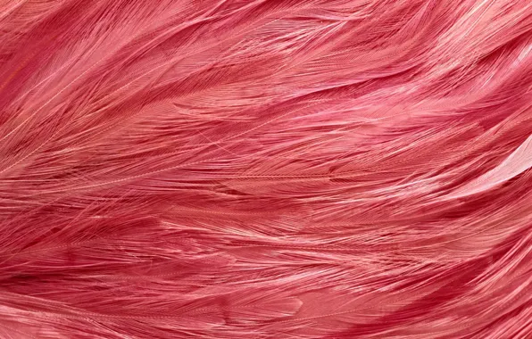Картинка перья, текстуры, texture, фон на рабочий, розовый фламинго