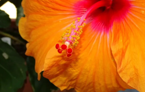 Картинка Макро, Гибискус, Macro, Желтый цветок, Hibiscus, Yellow flower