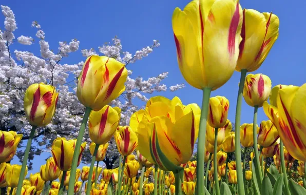 Cielo, amarillo, rojo, tulipanes