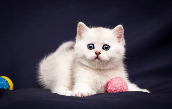 Кошка, белый, взгляд, поза, темный фон, котенок, игра, малыш