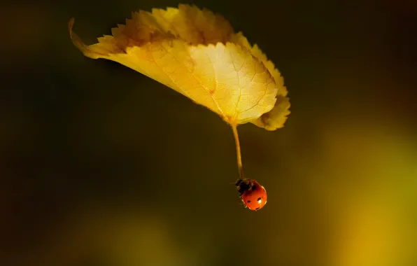 ПОЛЁТ, ЛИСТОК, ЛИСТ, ОСЕНЬ, БОЖЬЯ КОРОВКА, фотограф Adrian Borda