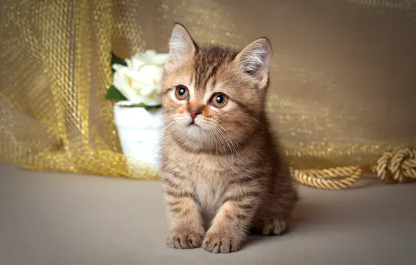 Кошка, цветок, котенок, малыш, ткань, горшок, манчкин