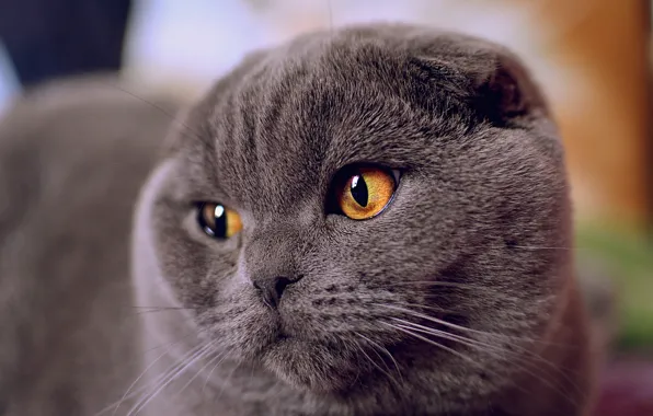 Картинка кошка, взгляд, морда, глаза