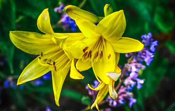 Картинка макро, природа, лилии, лепестки