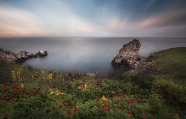 Картинка море, пейзаж, цветы, скалы, красота