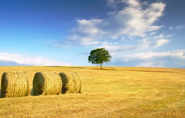 Картинка пшеница, поле, осень, небо, трава, облака, желтый, зеленый