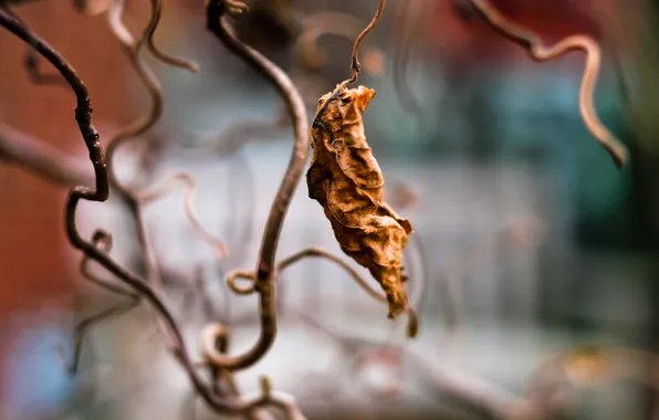 Картинка макро, лист, leaf, сухой лист, засохший лист