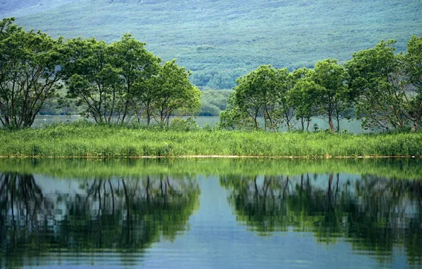 Картинка деревья, пруд, отражение