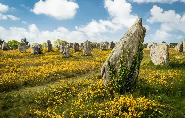 Картинка лето, цветы, камни