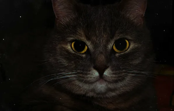 Глаза, макро, Кошка, жёлтые