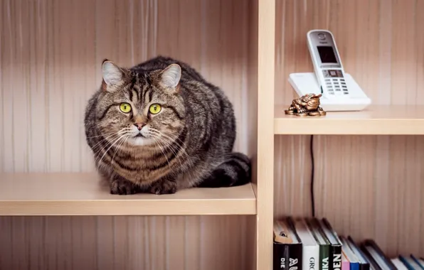 Кошка, кот, книги, телефон, шкаф, сидит, полосатая, полки