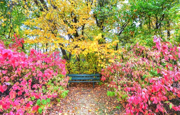 Картинка осень, листья, деревья, парк, сад, кусты