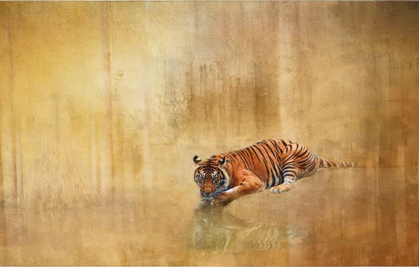 Картинка тигр, отражение, фон, текстура, дикая кошка
