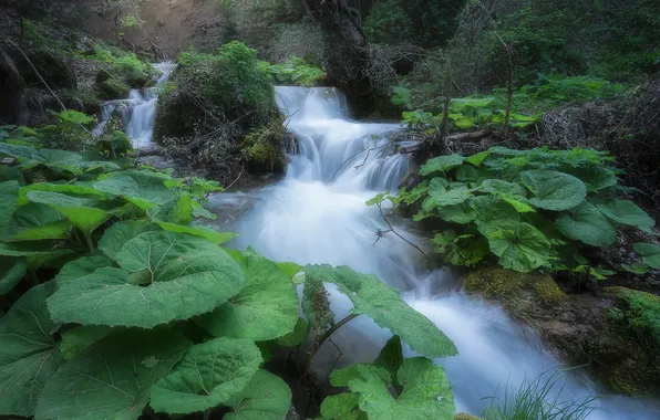 Зелень, листья, природа, скалы, заросли, течение, листва, водопад