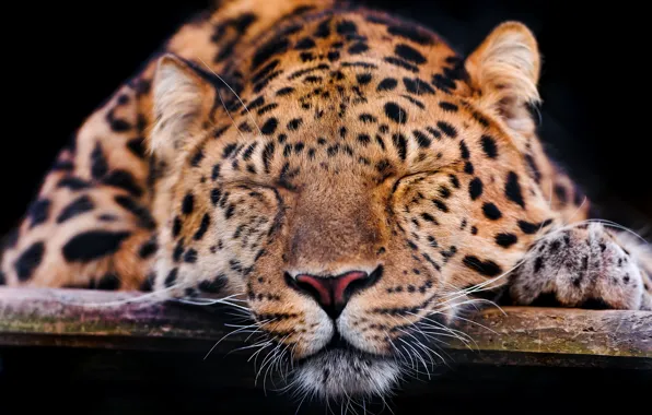 Картинка кошка, морда, отдых, сон, леопард, спит, амурский леопард, ©Tambako The Jaguar