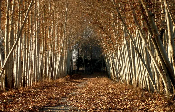 Осень, аллея, берёзы