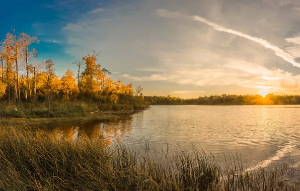 Картинка осень, листья, деревья, озеро, камыши, рассвет, желтые, США
