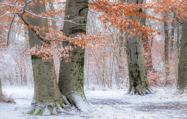 Осень, снег, деревья, парк, Германия, Мюнхен, Бавария, Germany