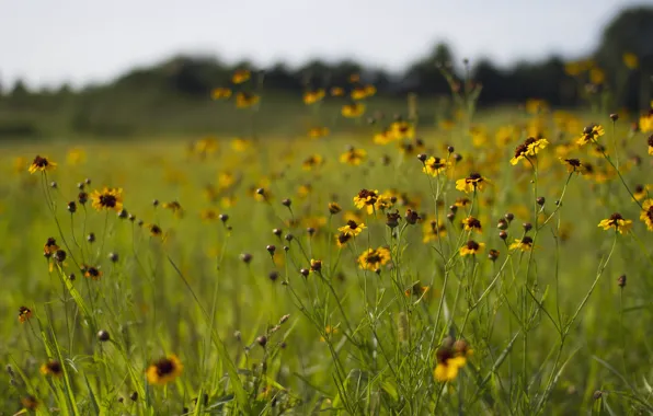 Grass, field, daisies