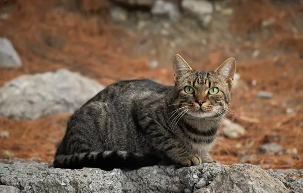 Кошка, кот, природа, камни