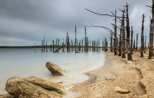 Картинка море, деревья, берег