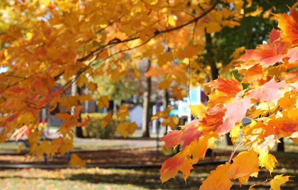 Осень, листья, парк, клен