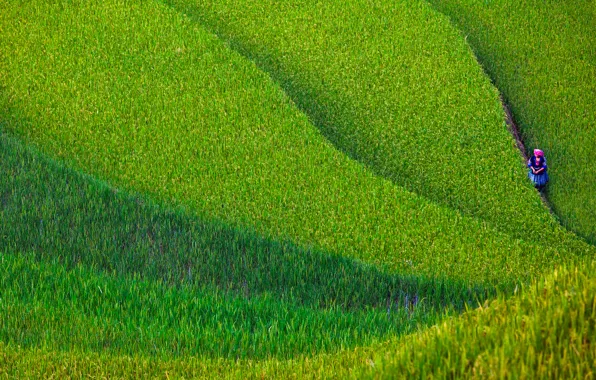 Картинка поле, женщина, Вьетнам, север, провинция, Йенбай