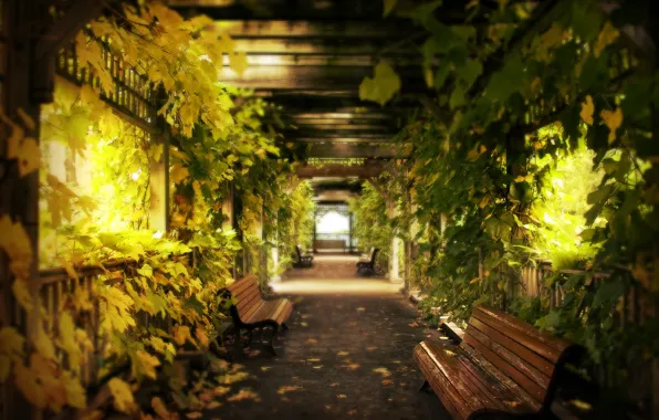 Листья, коридор, виноград, скамейки