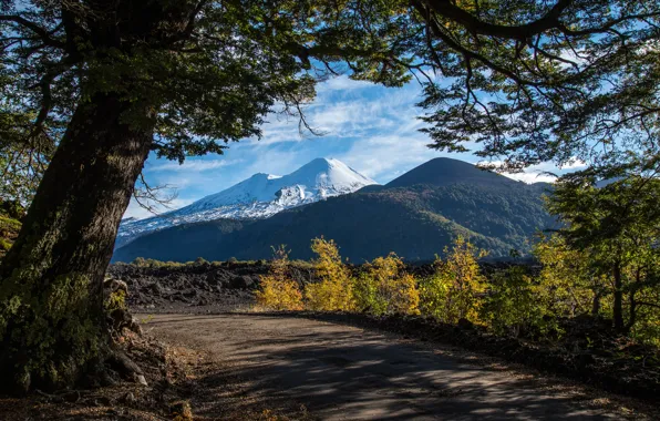 Картинка дорога, деревья, горы, Чили, Анды
