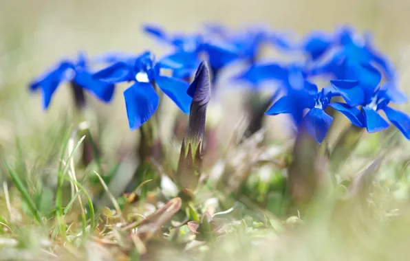 Макро, цветы, природа