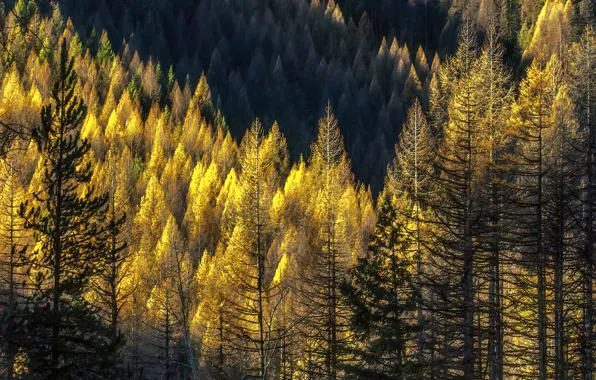 Осень, лес, свет, деревья, горы, природа, стволы, желтые