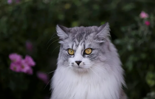 Кошка, кот, взгляд, цветы, поза, темный фон, серый, портрет